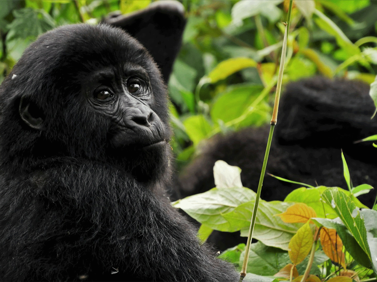 3 Days Uganda Gorilla Tour Group