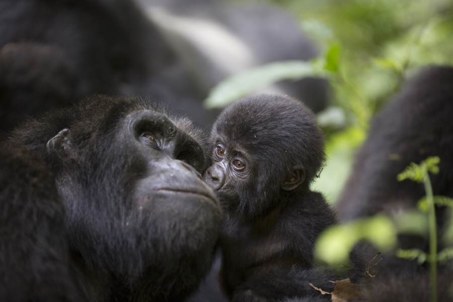 Mgahinga Gorilla Permit Reservation