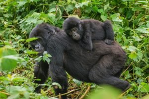bwindi