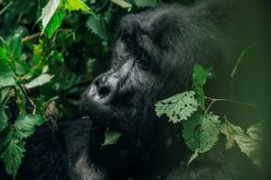 Gorilla trekking safari