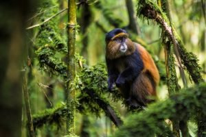 golden monkey trekking cost