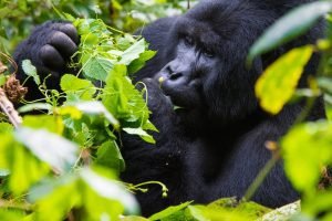 Africa Gorilla Safaris