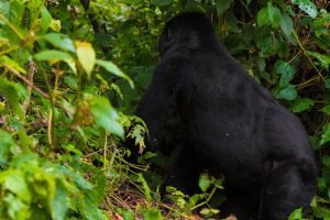 Booking Gorilla Permits Directly