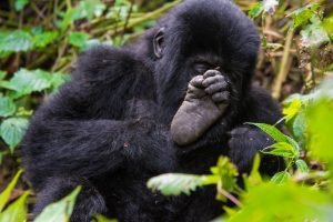 Rwanda Safaris