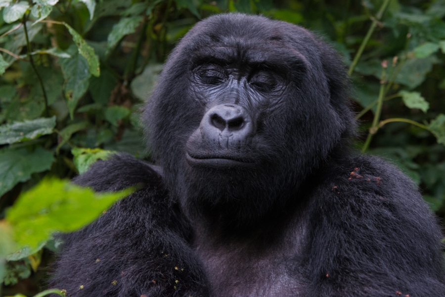 1 Day Gorilla Trip from Kabale