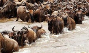 Serengeti National Park.