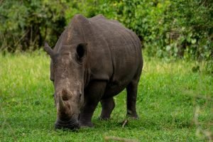 Gorilla trekking safari