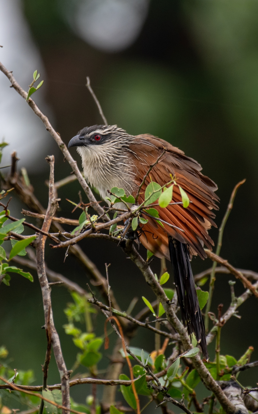 11 Days Uganda Birding Safaris