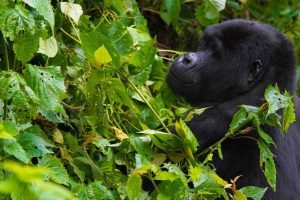 how gorillas communicate