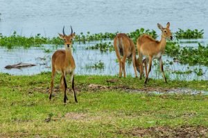 Why You Should Visit Uganda
