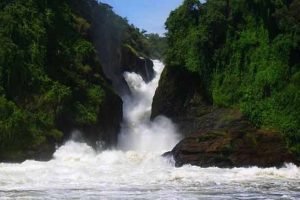 Gorilla trekking safari