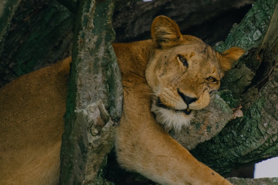 Gorilla trekking safari