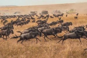 The Great Wildebeest Migration