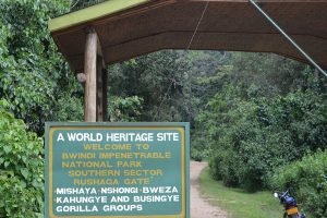 Gorilla trekking safari