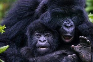 Gorilla Trekking in Bwindi