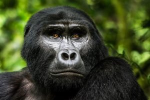 Gorilla trekking safari