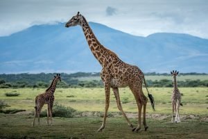 Lake Manyara National Park