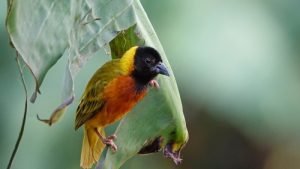 gorilla tracking tours in uganda