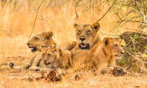 lions on a game drives