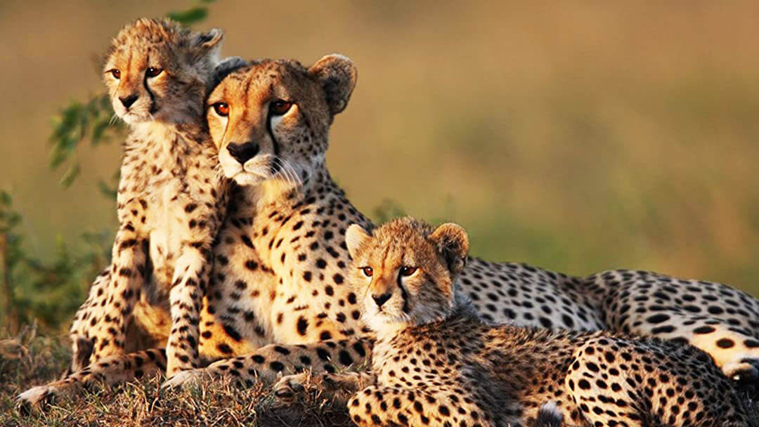 Meru National Park