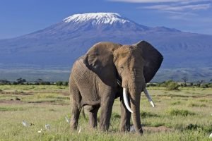 Amboseli National Park