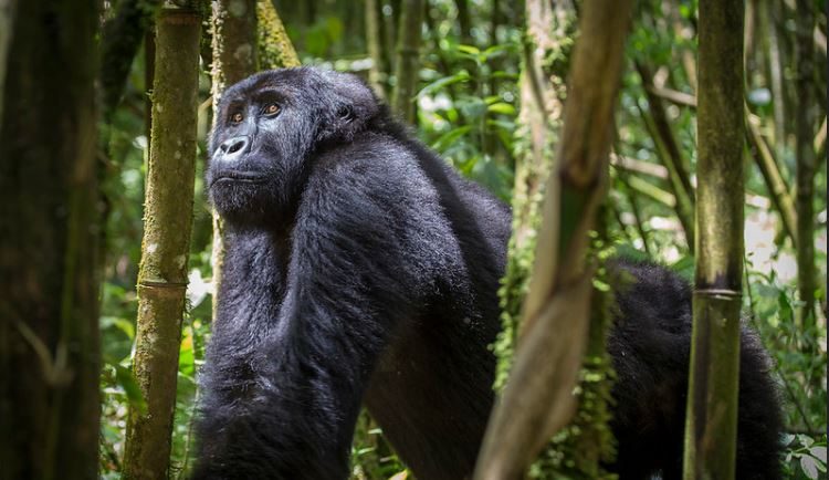 Kahuzi-Biega National Park