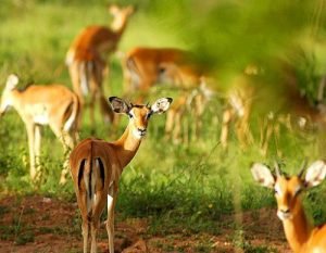 Where to see cheetahs in Uganda