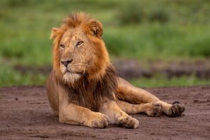 10-Day Uganda Safari