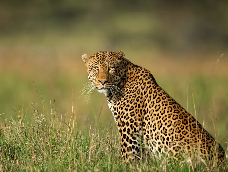 Big 5 Safari in Kidepo National Park