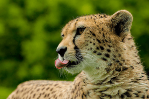Where to see cheetahs in Uganda