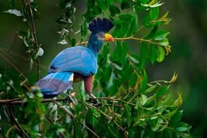 Uganda Birding Tours