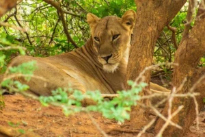  Rwanda Safaris