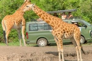 11 Day safari To Uganda-Rwanda