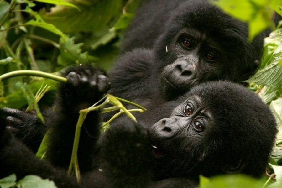 Fascinating Facts About Gorillas