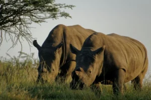 Big 5 Safari in Kidepo National Park