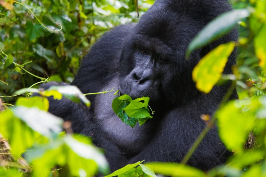 Gorilla Trekking in Buhoma Sector