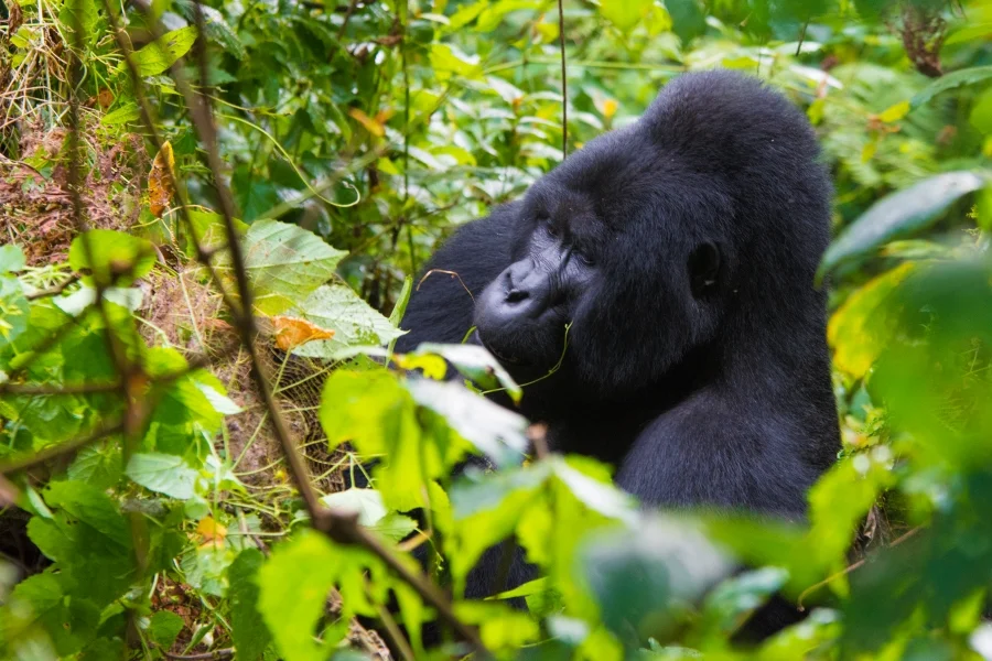 Are Gorillas Aggressive?