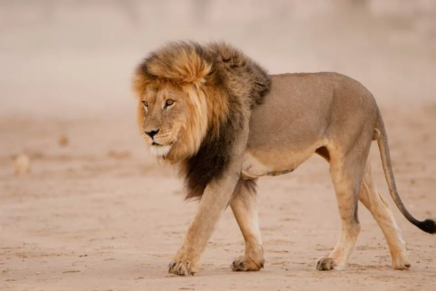 What Is an East African Lion?