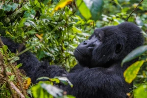 Are Gorillas Friendly to Humans?