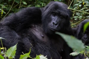 Rwanda Safari Destinations