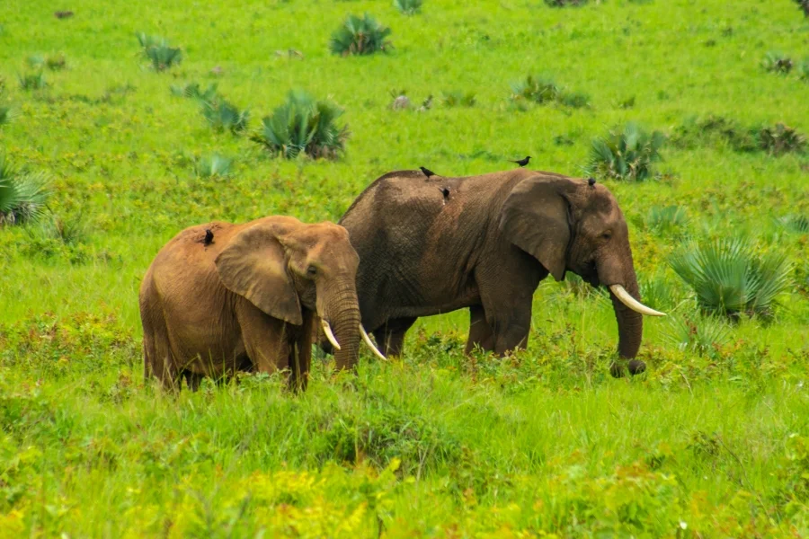 A Green Season Safari in Uganda