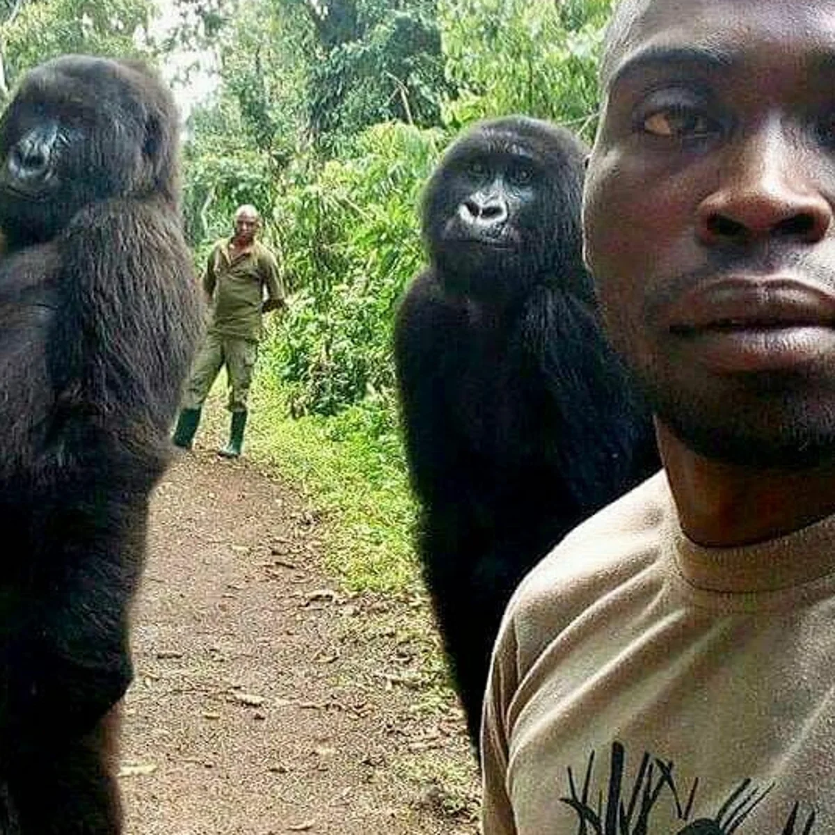 Can a Silverback Gorilla Be Tamed?