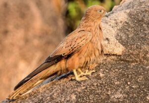 Mount Otzi Forest Reserve