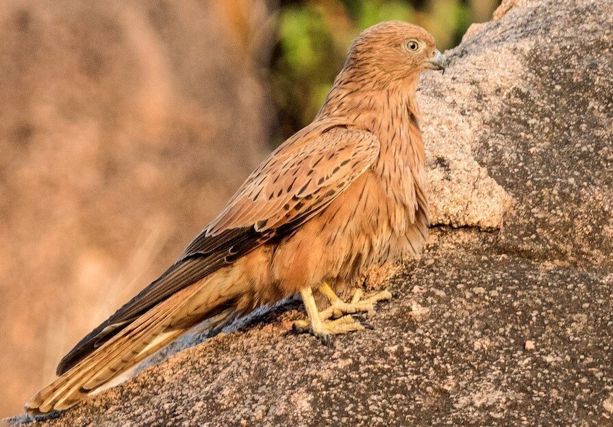 Mount Otzi Forest Reserve