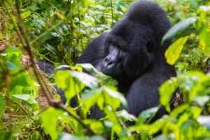Virunga National Park