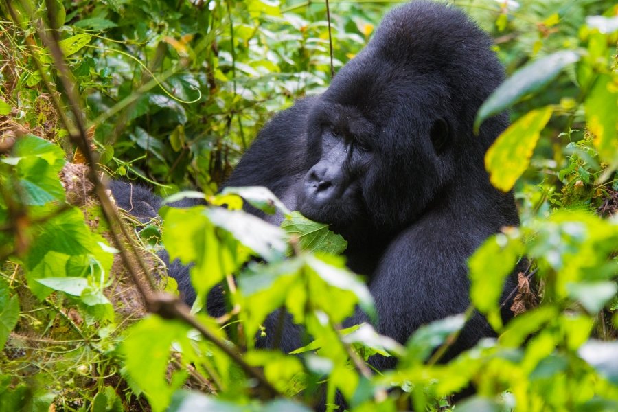 Uganda to Reduce Gorilla Permits
