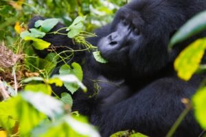 Uganda to Reduce Gorilla Permits