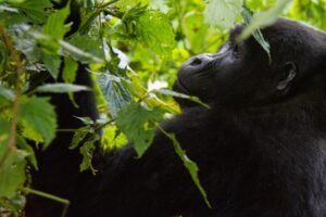 Fascinating Facts About Gorillas