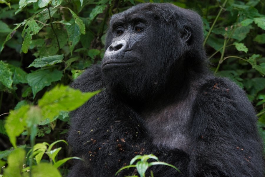 Gorilla Trekking in Bwindi