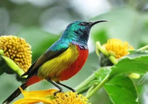 Â Bird Watching in Volcanoes National Park